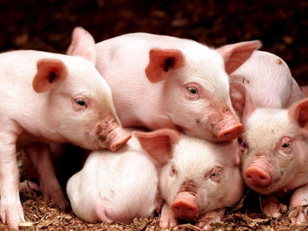 豬保健方案——仔豬紅、黃、白痢的防治